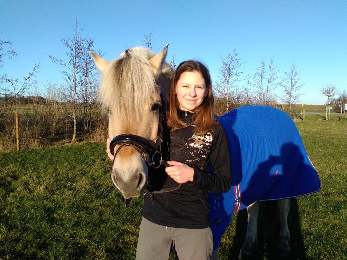 Fjordhest Ørn Fjordlyst billede 39