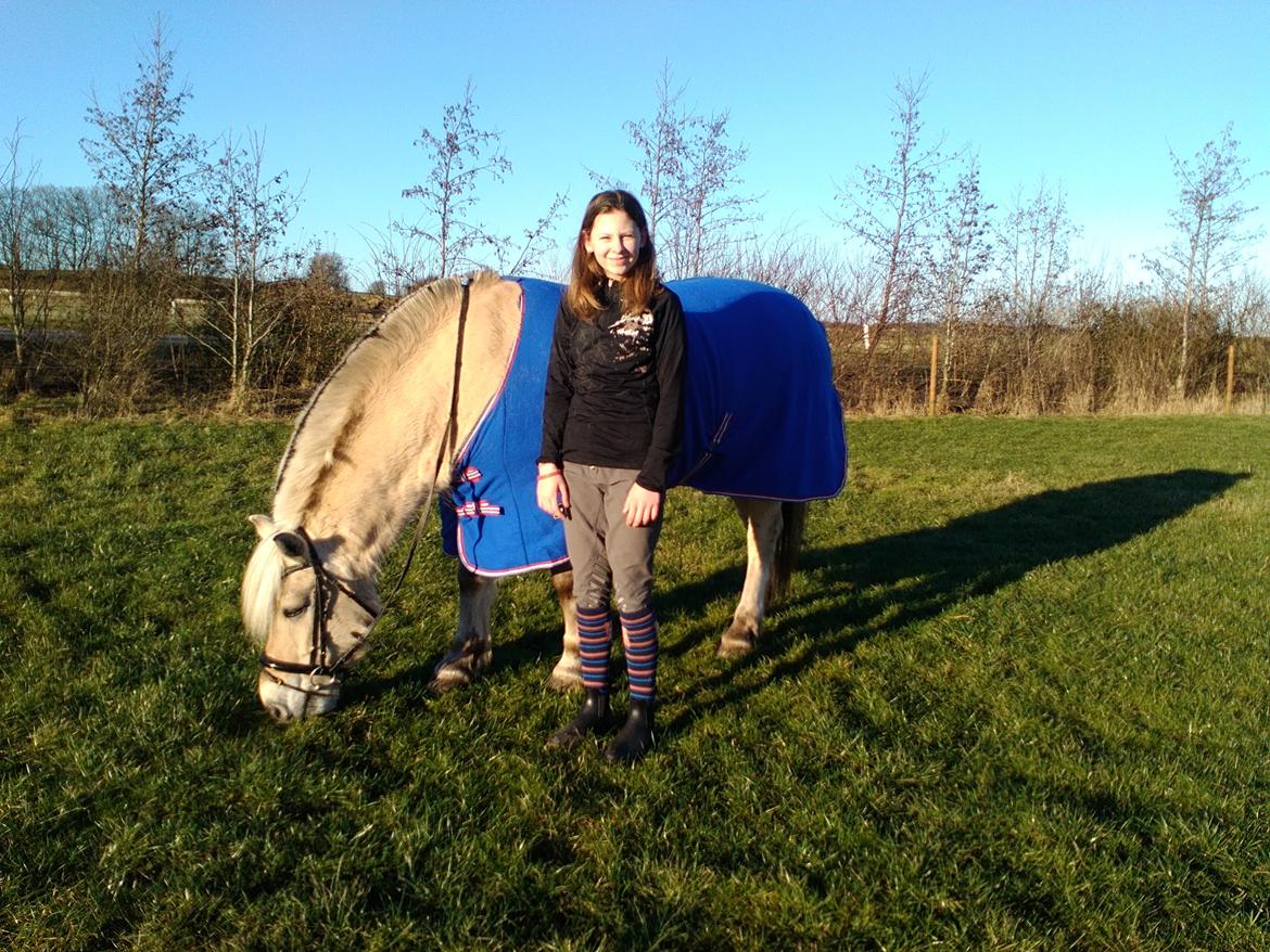 Fjordhest Ørn Fjordlyst billede 40