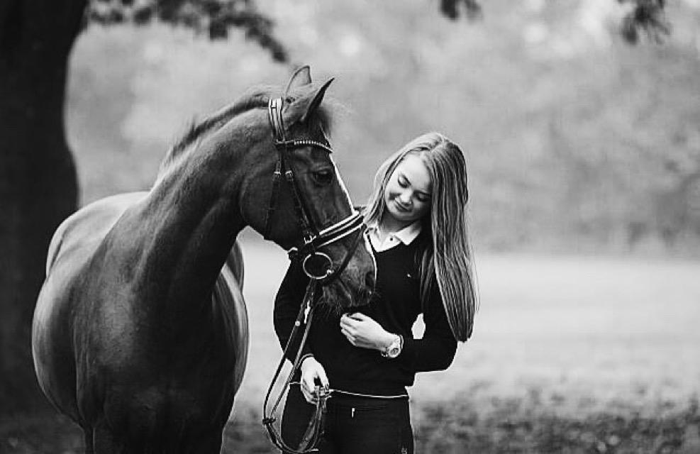 Hollandsk Sportspony Barrichello  billede 18