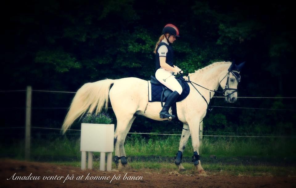 Anden særlig race Amadeus billede 20