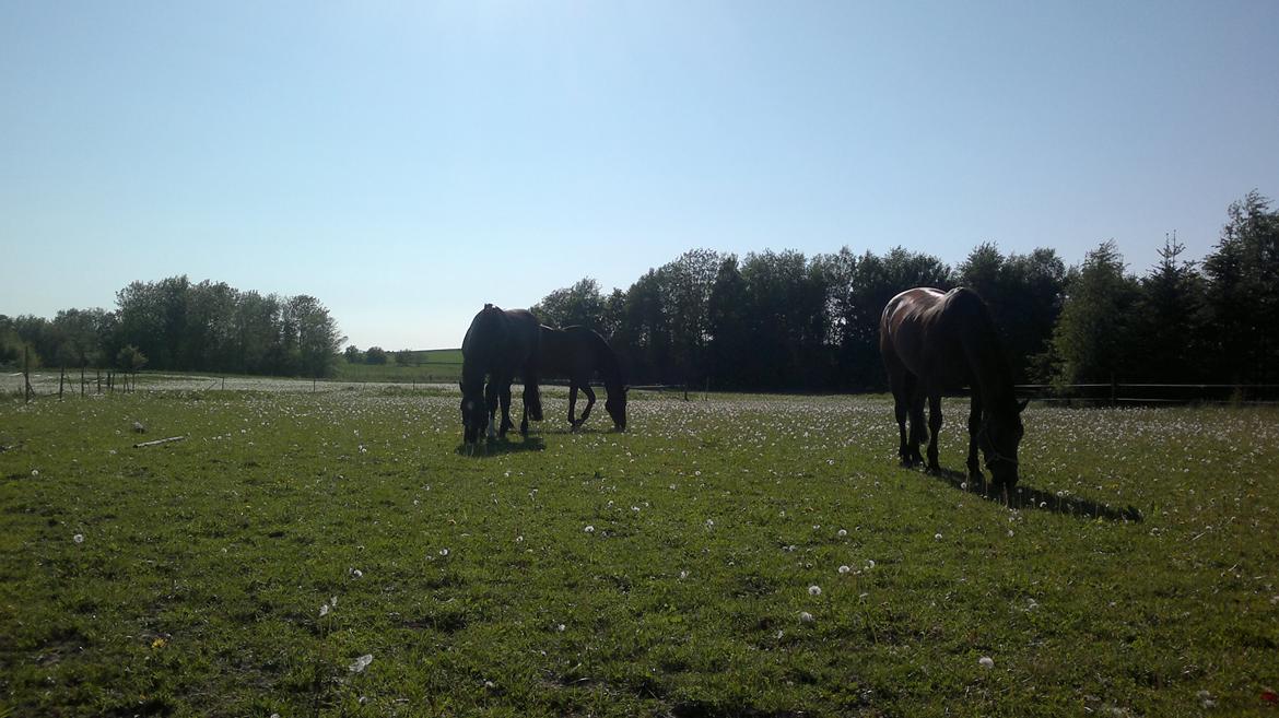 Dansk Varmblod Nora iv billede 6