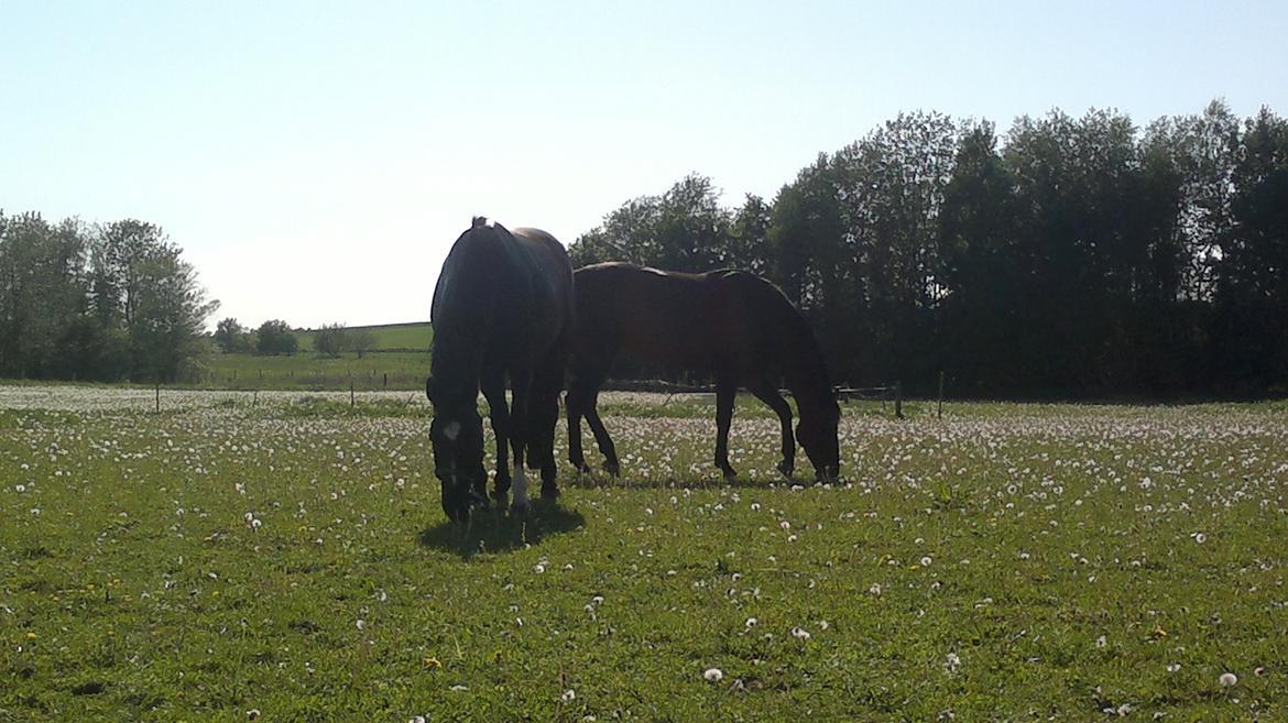Dansk Varmblod Nora iv billede 7
