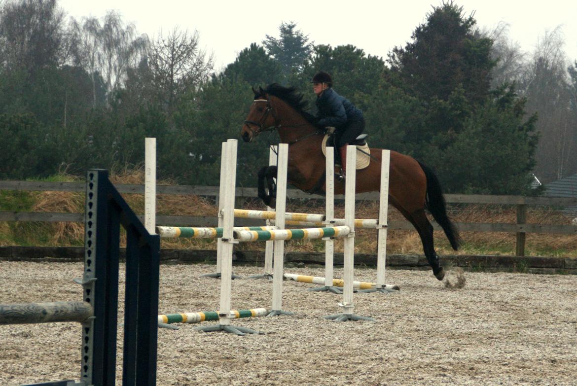 Dansk Varmblod Nora iv billede 8