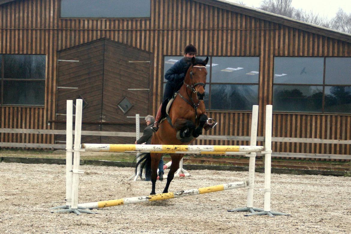 Dansk Varmblod Nora iv billede 9