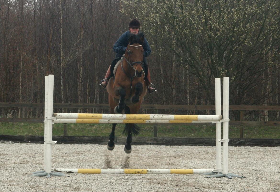 Dansk Varmblod Nora iv billede 10