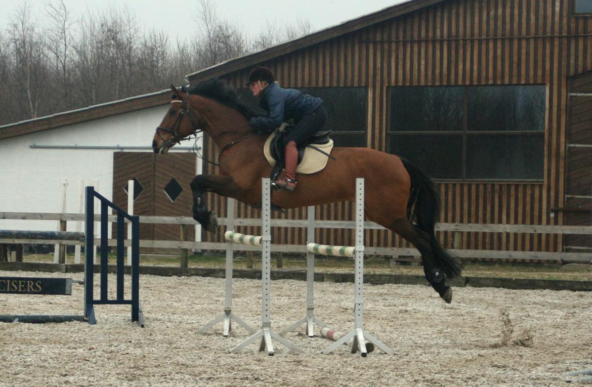 Dansk Varmblod Nora iv billede 11