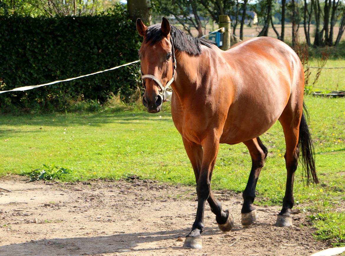 Dansk Varmblod Nora iv billede 4