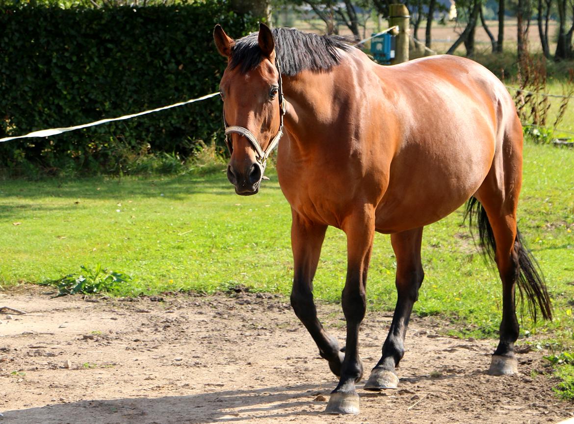 Dansk Varmblod Nora iv billede 13