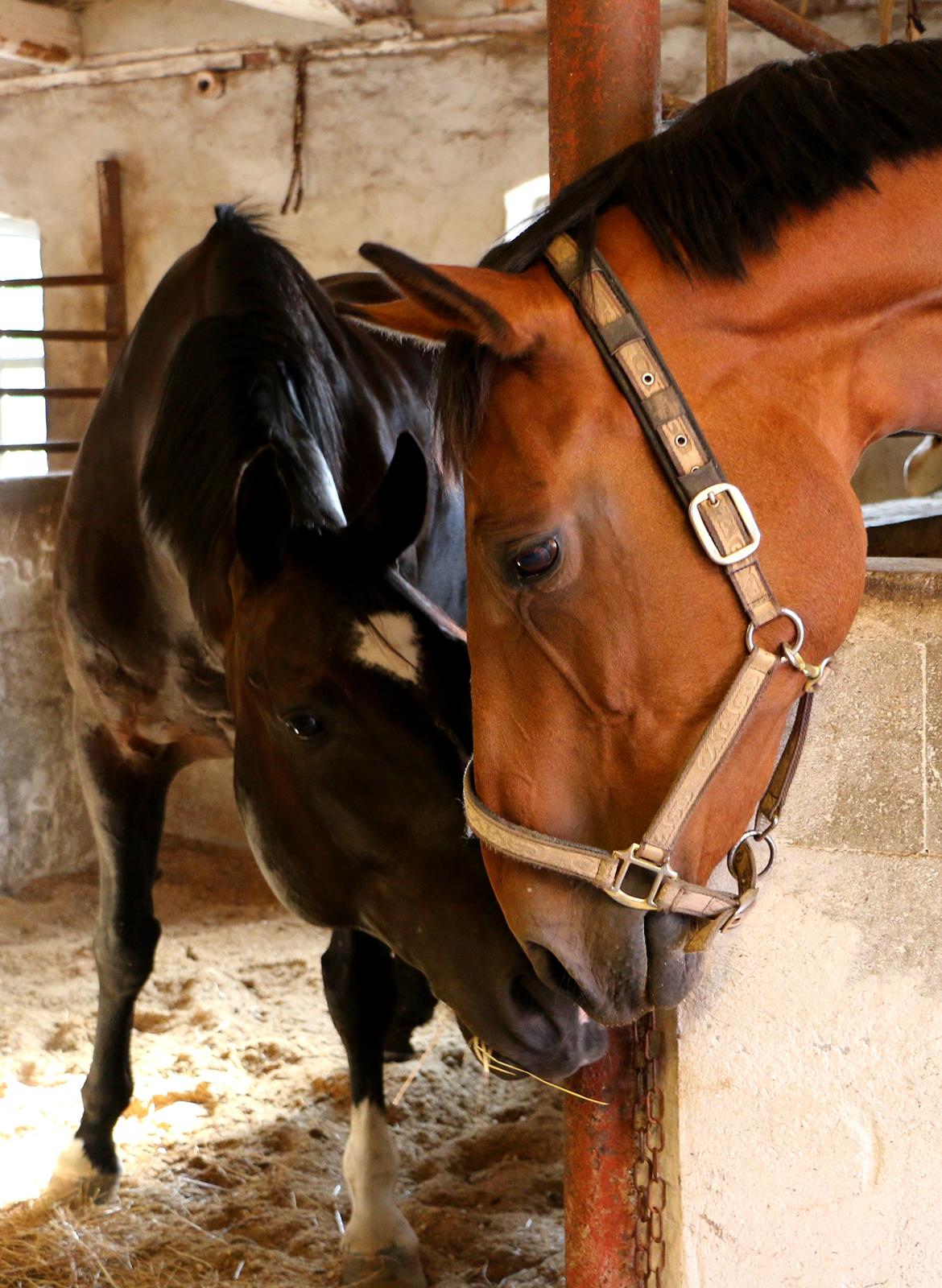 Dansk Varmblod Nora iv billede 14