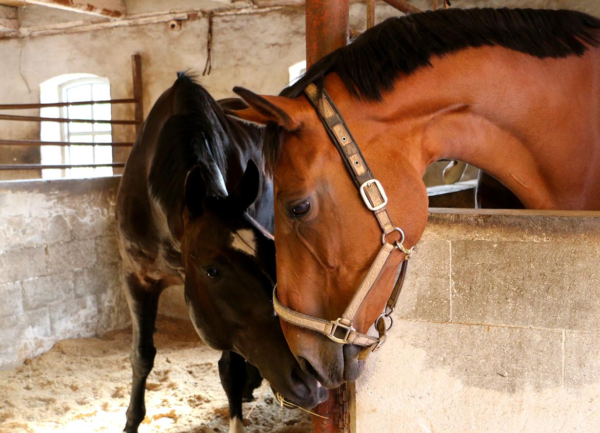 Dansk Varmblod Nora iv - De bedste venner! <3 billede 1