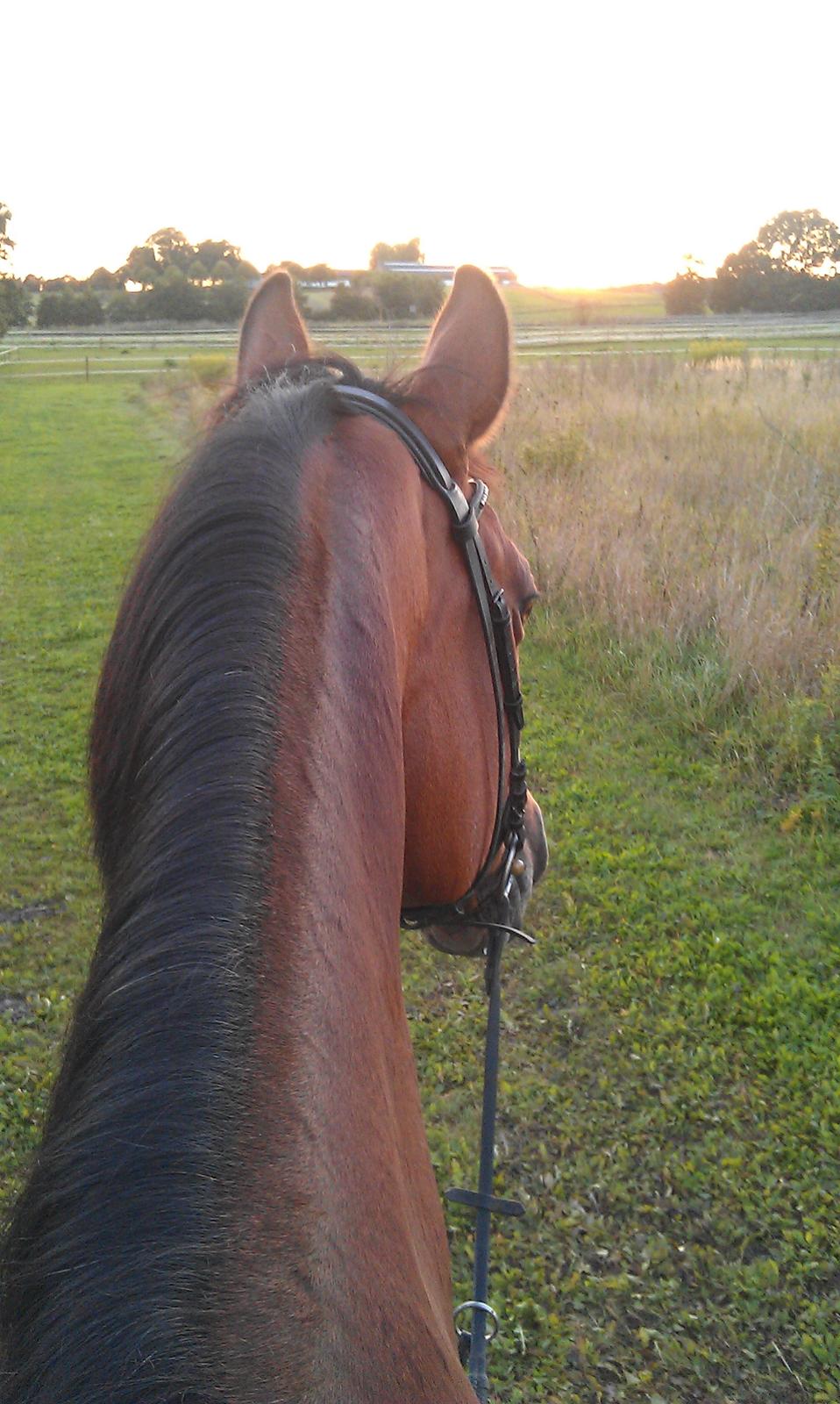 Dansk Varmblod Nora iv billede 3