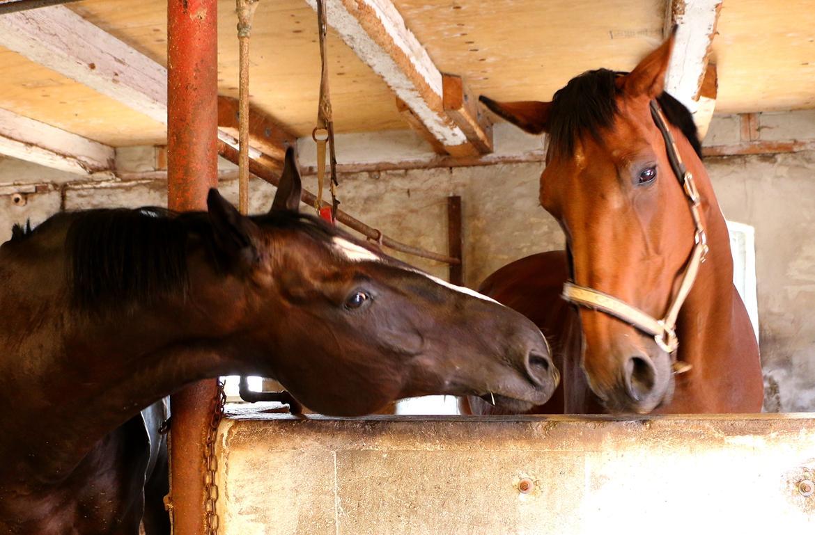 Dansk Varmblod Nora iv - "Ej, lad vær Mikado" billede 2