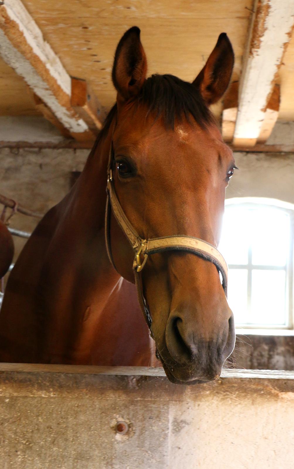 Dansk Varmblod Nora iv billede 5