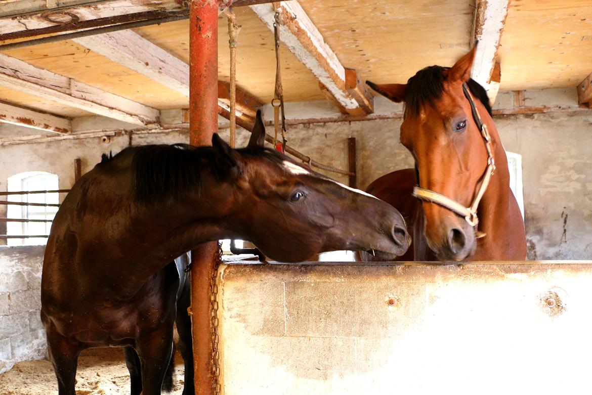 Dansk Varmblod Nora iv billede 15