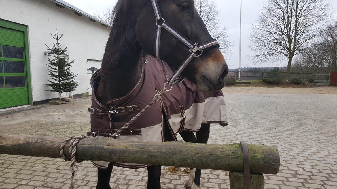 Oldenborg Bøgelinds gunilla billede 15