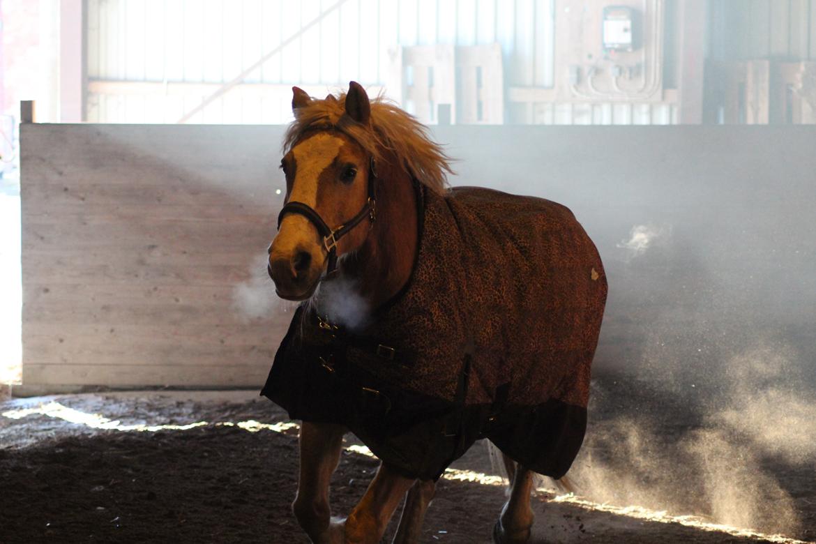 Haflinger Herkules kaldes Laffe himmel hest for altid savnet billede 39