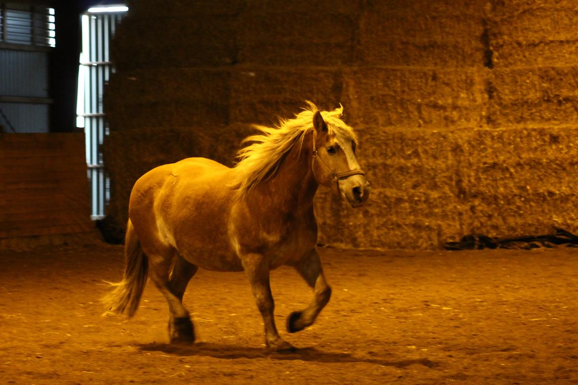 Haflinger Herkules kaldes Laffe himmel hest for altid savnet billede 40