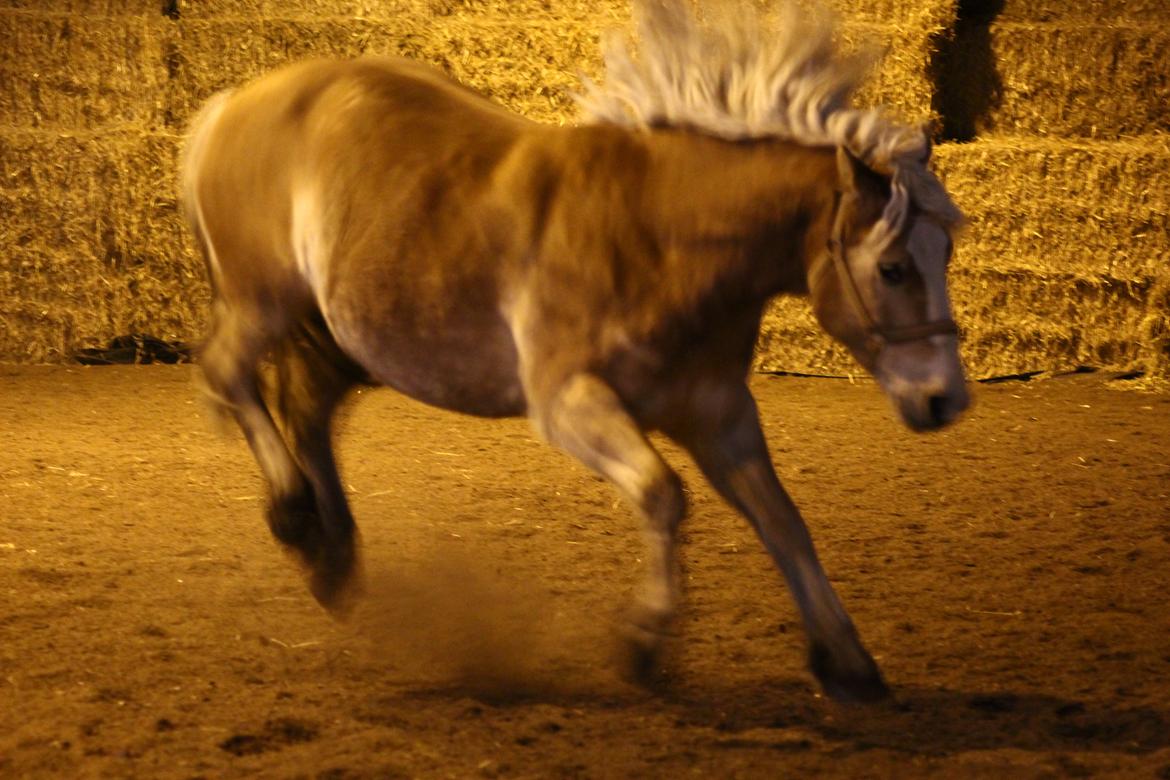 Haflinger Herkules kaldes Laffe himmel hest for altid savnet billede 42