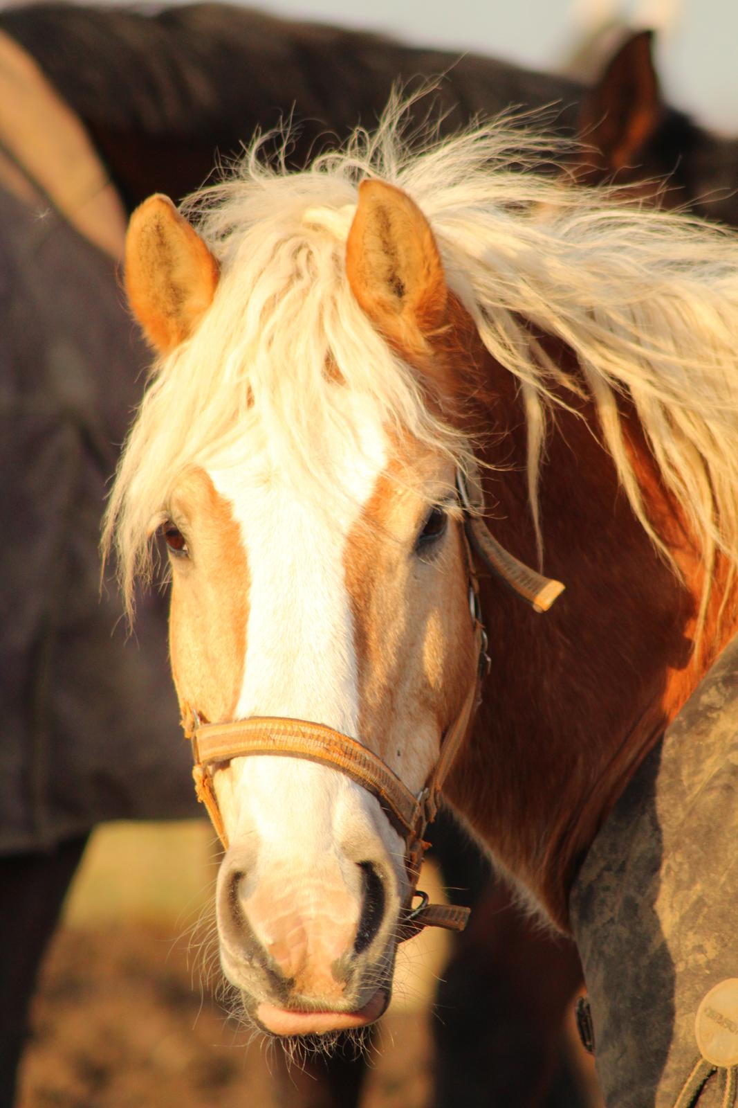 Haflinger Herkules kaldes Laffe himmel hest for altid savnet billede 43