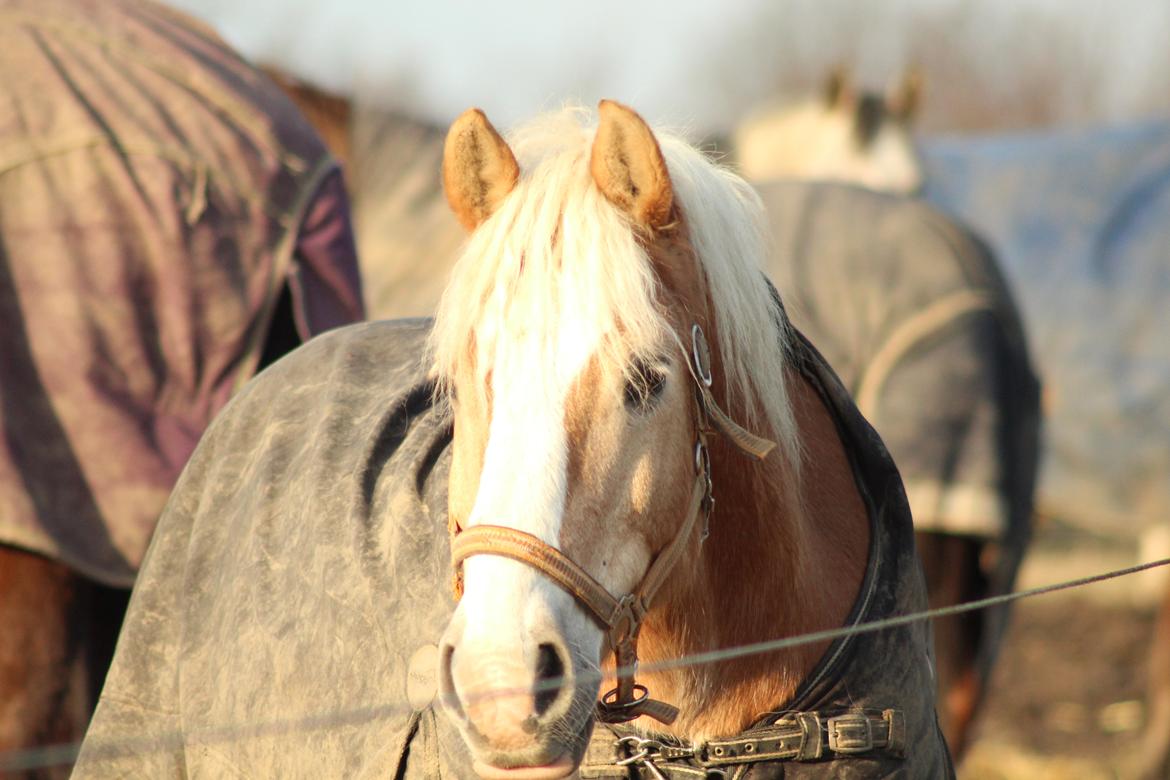 Haflinger Herkules kaldes Laffe himmel hest for altid savnet billede 44