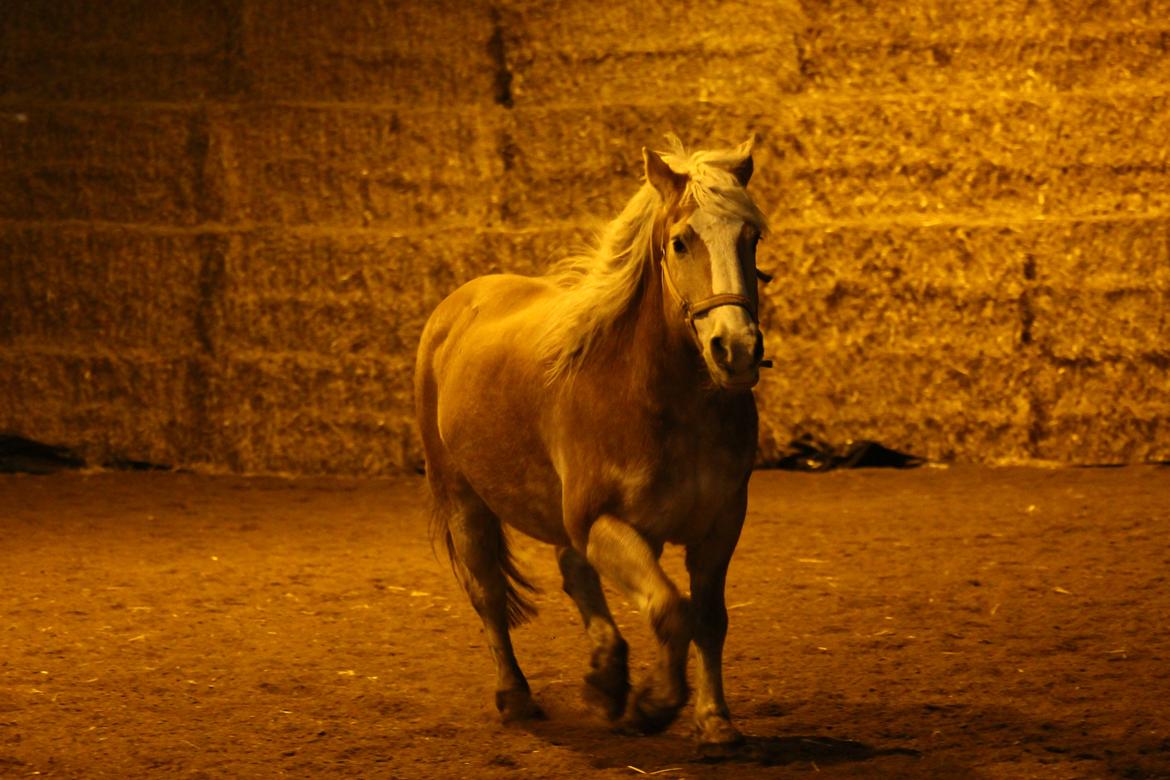 Haflinger Herkules kaldes Laffe himmel hest for altid savnet billede 41