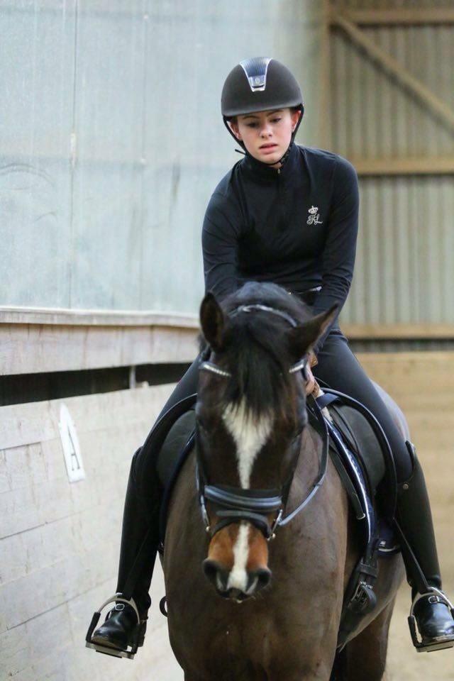 Dansk Varmblod Hellmers Cutie billede 9