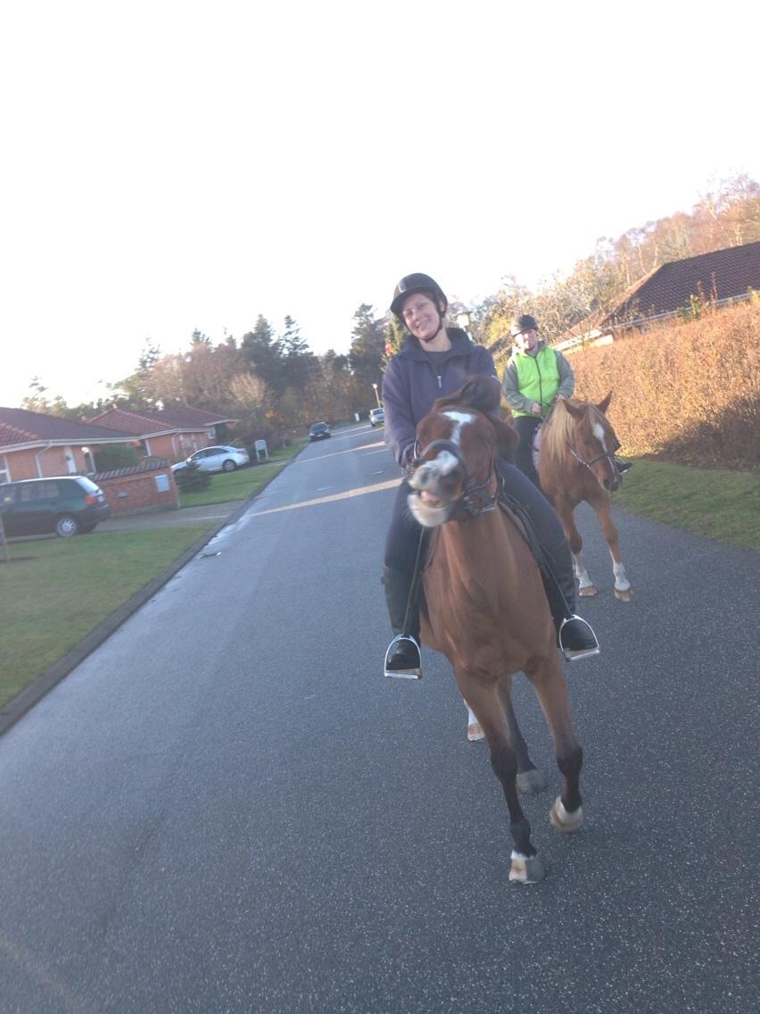 Arabisk fuldblod (OX) Carola Zaxzina Pox billede 24