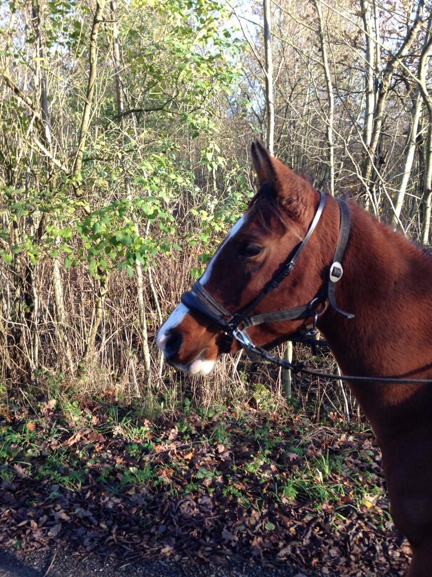 Arabisk fuldblod (OX) Carola Zaxzina Pox billede 23