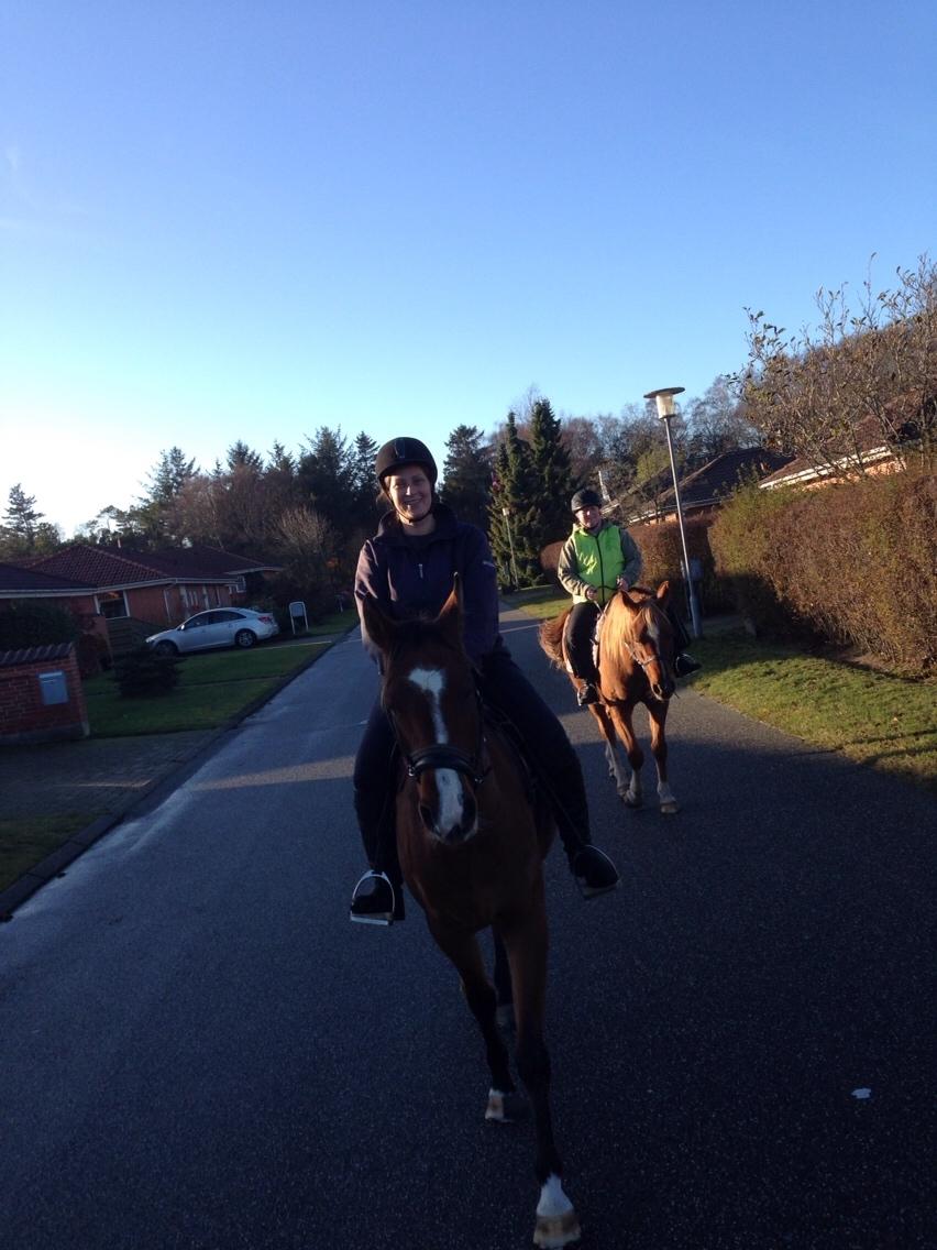 Arabisk fuldblod (OX) Carola Zaxzina Pox billede 25