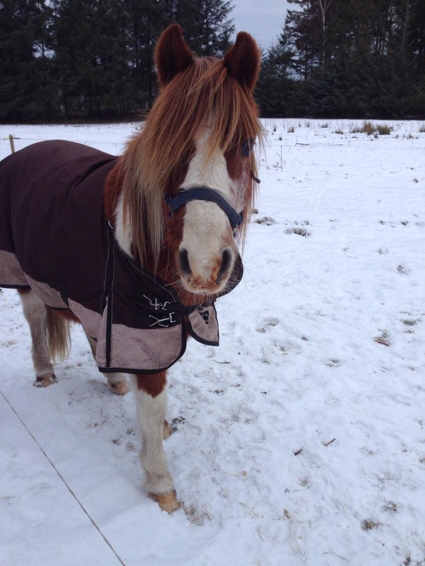 Anden særlig race Tito billede 24