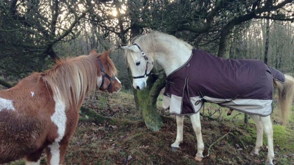 Anden særlig race Tito billede 23