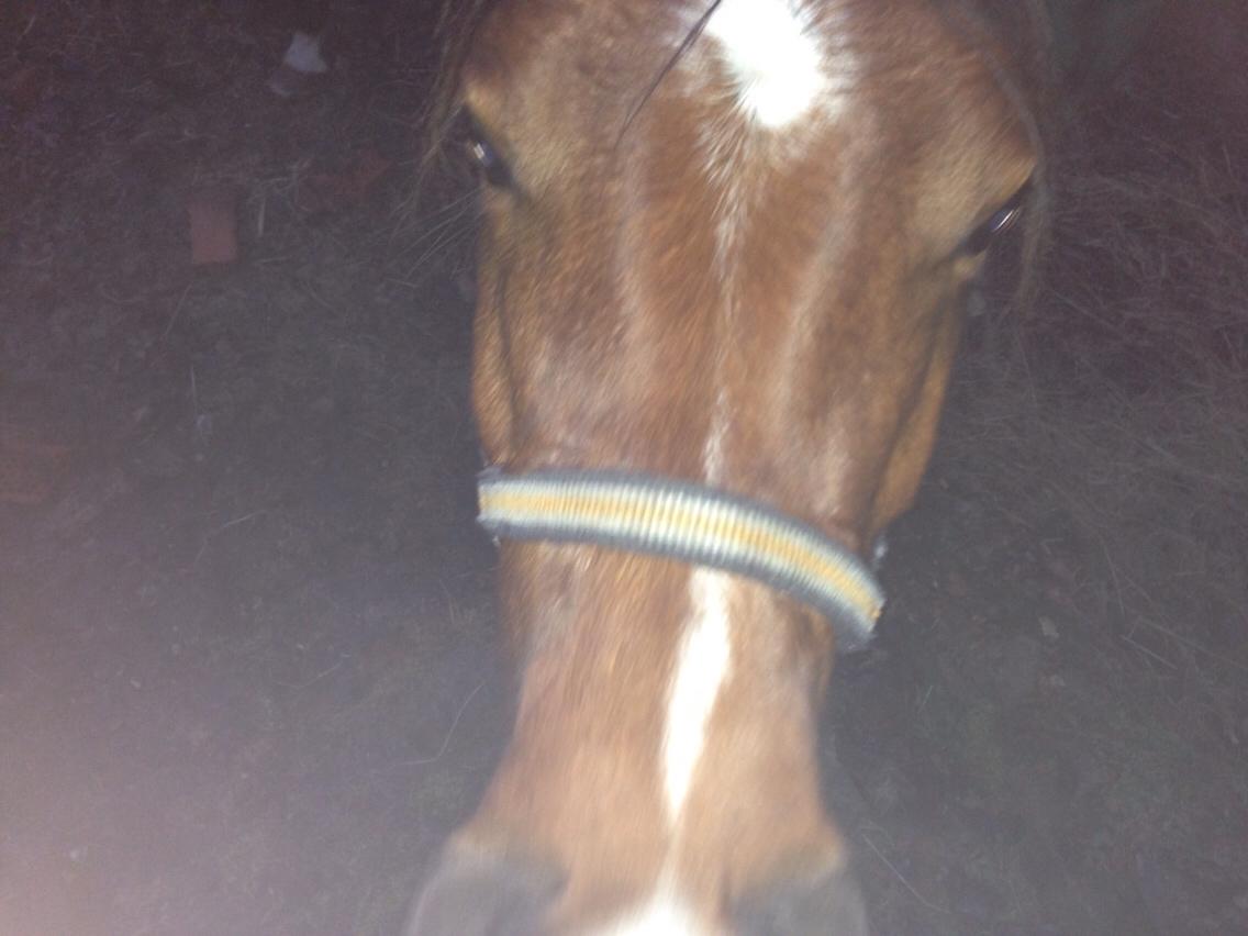 Arabisk fuldblod (OX) Sir Caspian Geza R I Pox billede 28