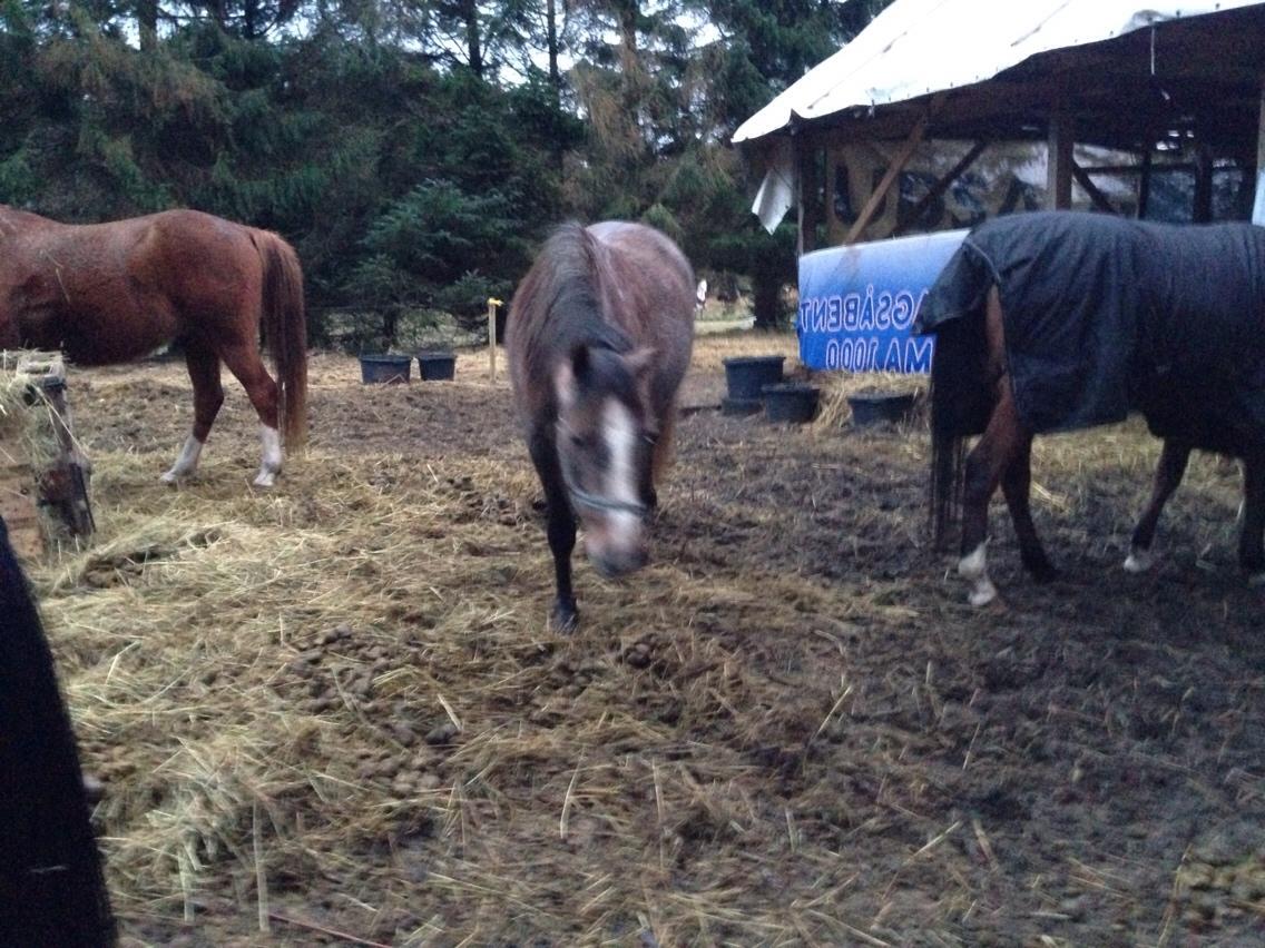 Anden særlig race Garcia Fox pox solgt billede 28
