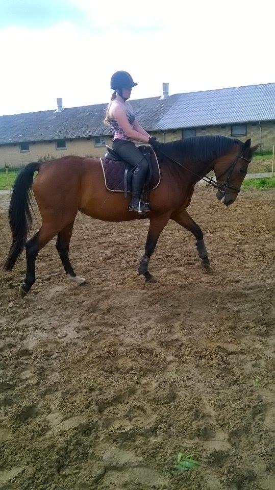 Oldenborg Horsmarks Unella billede 3