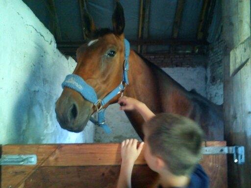 Oldenborg Horsmarks Unella billede 20