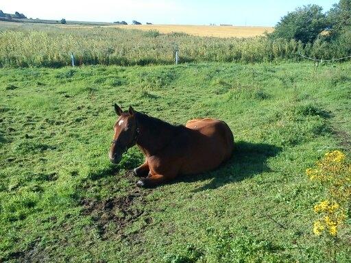 Oldenborg Horsmarks Unella billede 22