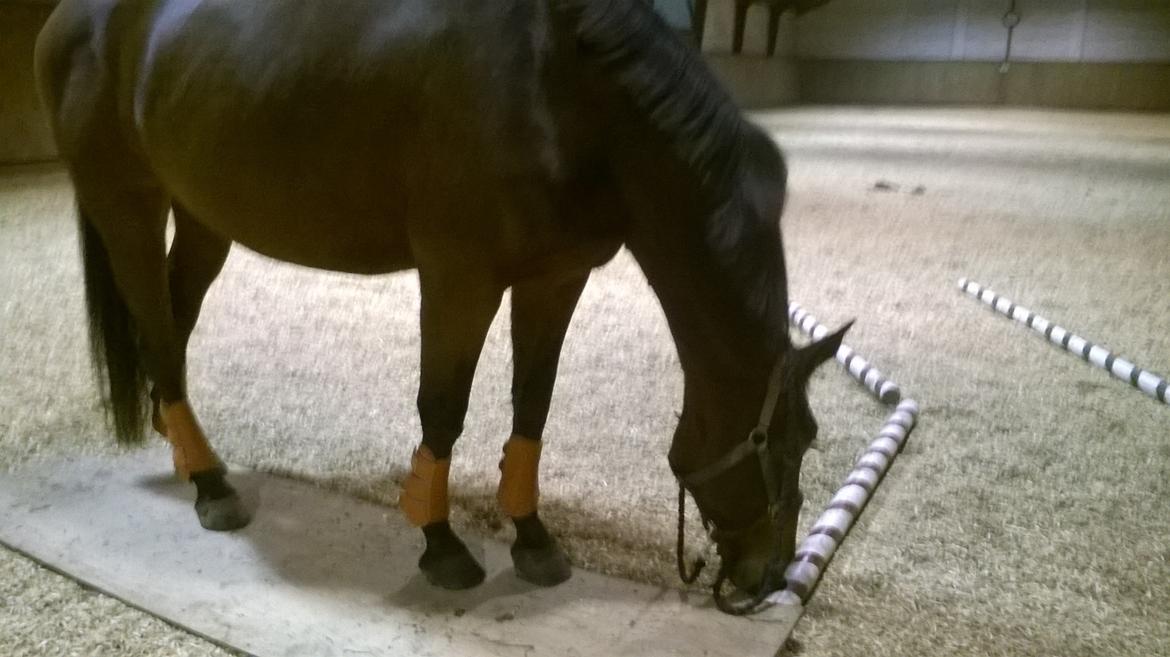 Oldenborg Horsmarks Unella billede 23