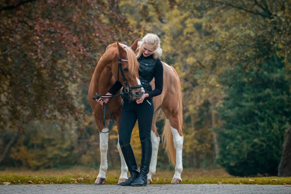 Pinto Araber Felix B-pony og 1/3 A-pony billede 15