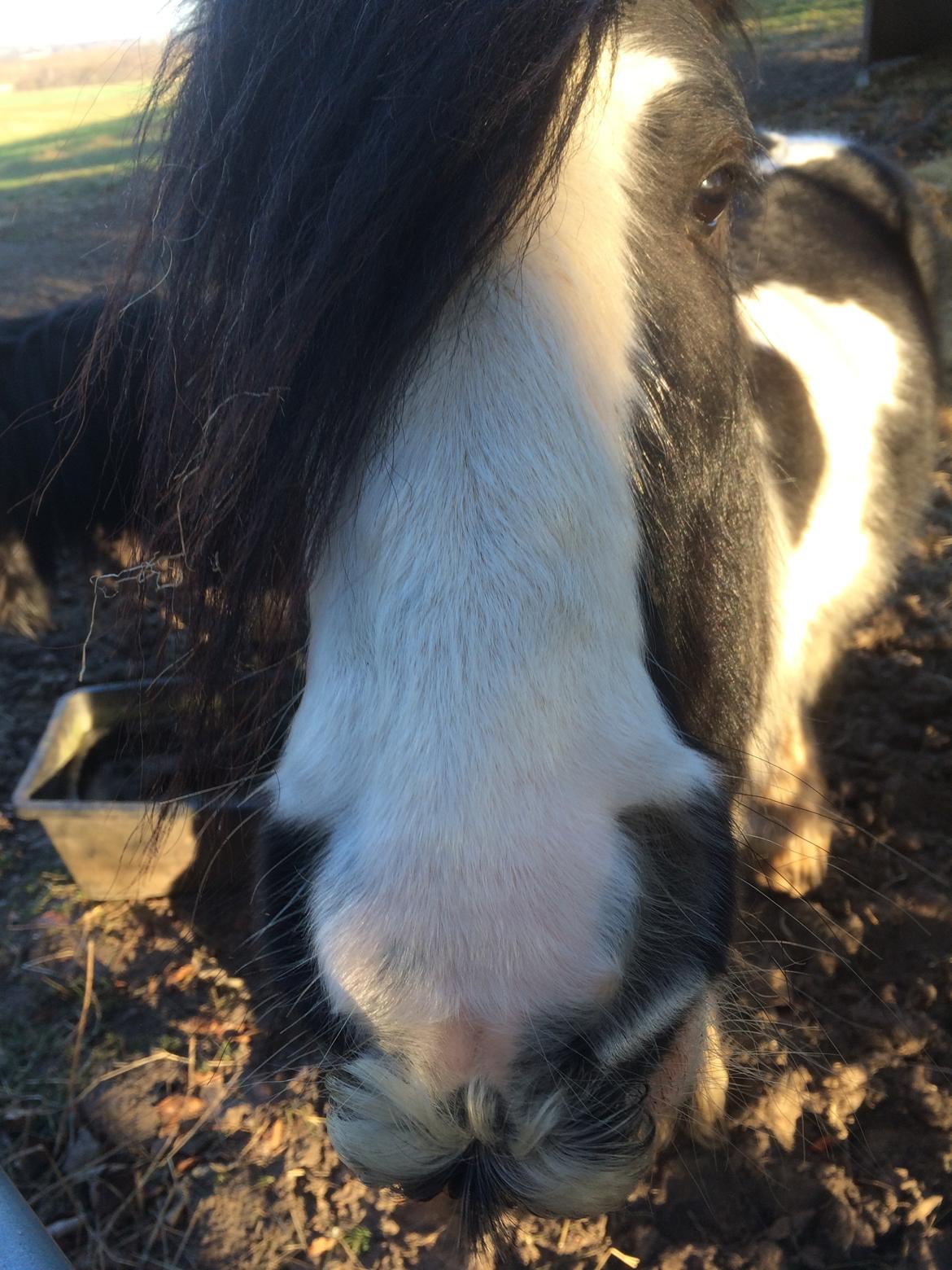 Tinker Oliver billede 16