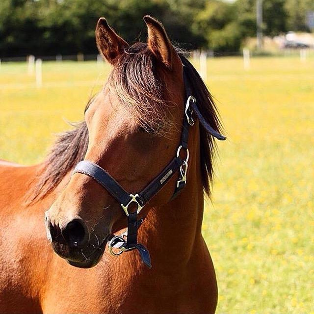 Anden særlig race Jenny  - Smuk billede 5