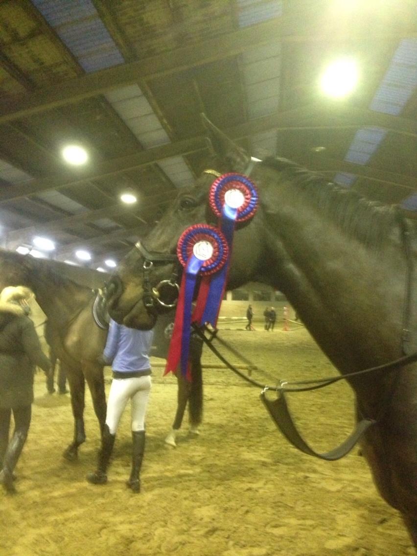 Tysk Oldenburger Savá-L billede 10