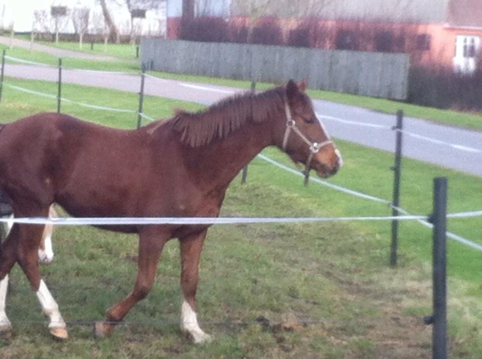 DSP Savannah amour ( låne pony ) billede 16