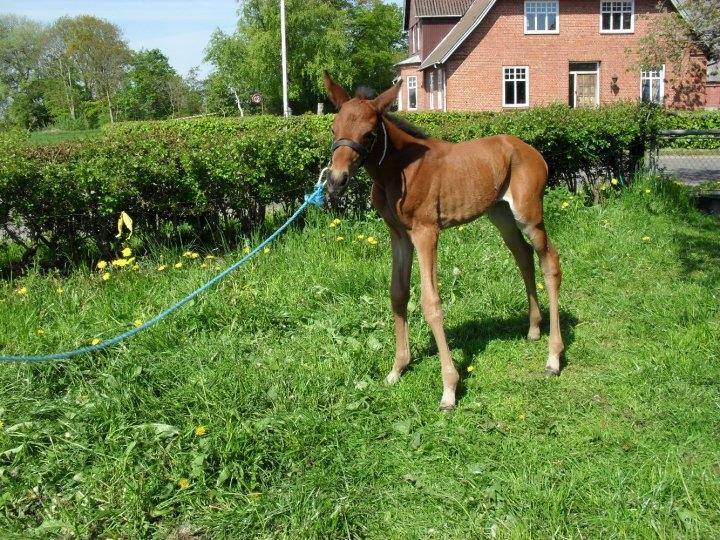 Anden særlig race Britta (Brit) - Britta som baby - 9 dage gammel. <3 billede 1