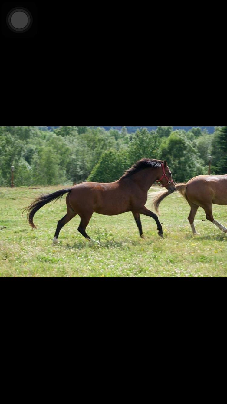 Anden særlig race Bakkegårds Sikita billede 9