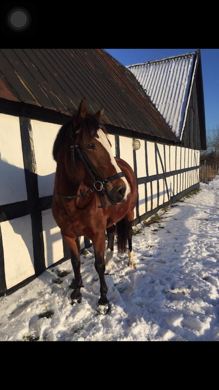 Anden særlig race Bakkegårds Sikita billede 3