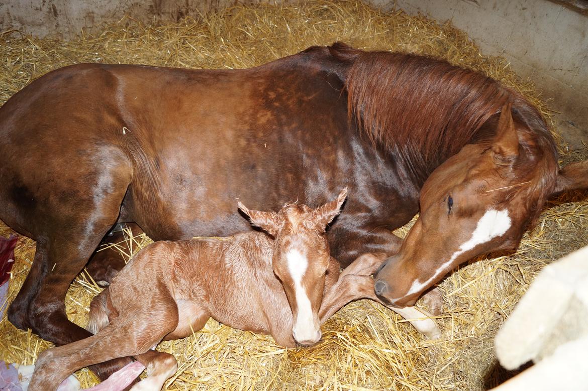 Palomino Hedegaards fair annabell billede 6