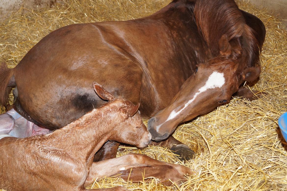 Palomino Hedegaards fair annabell billede 5