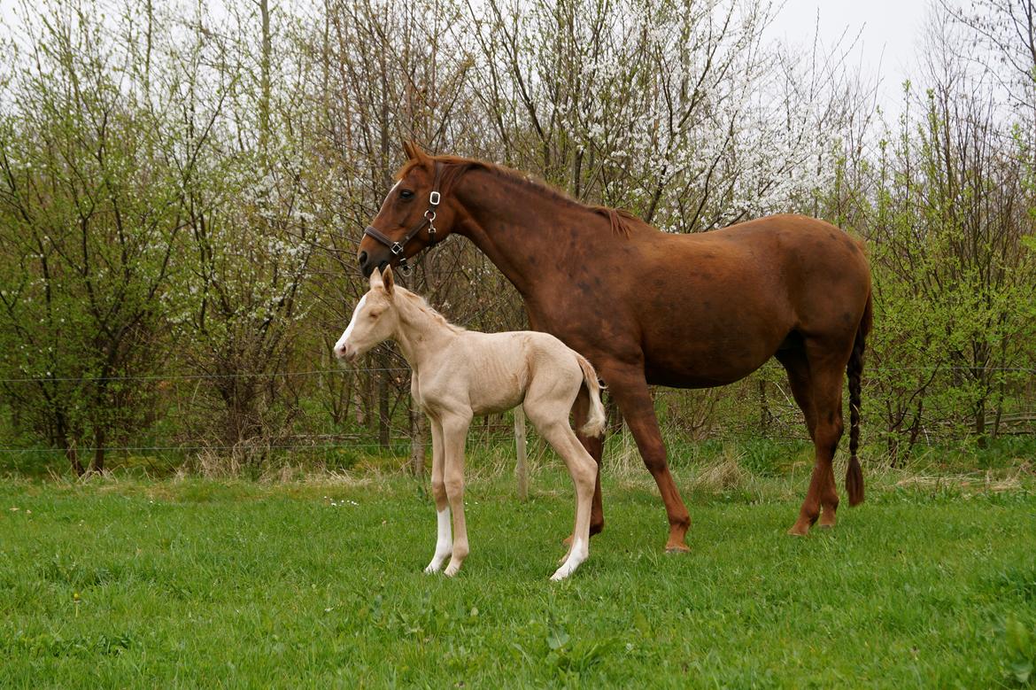 Palomino Hedegaards fair annabell billede 7