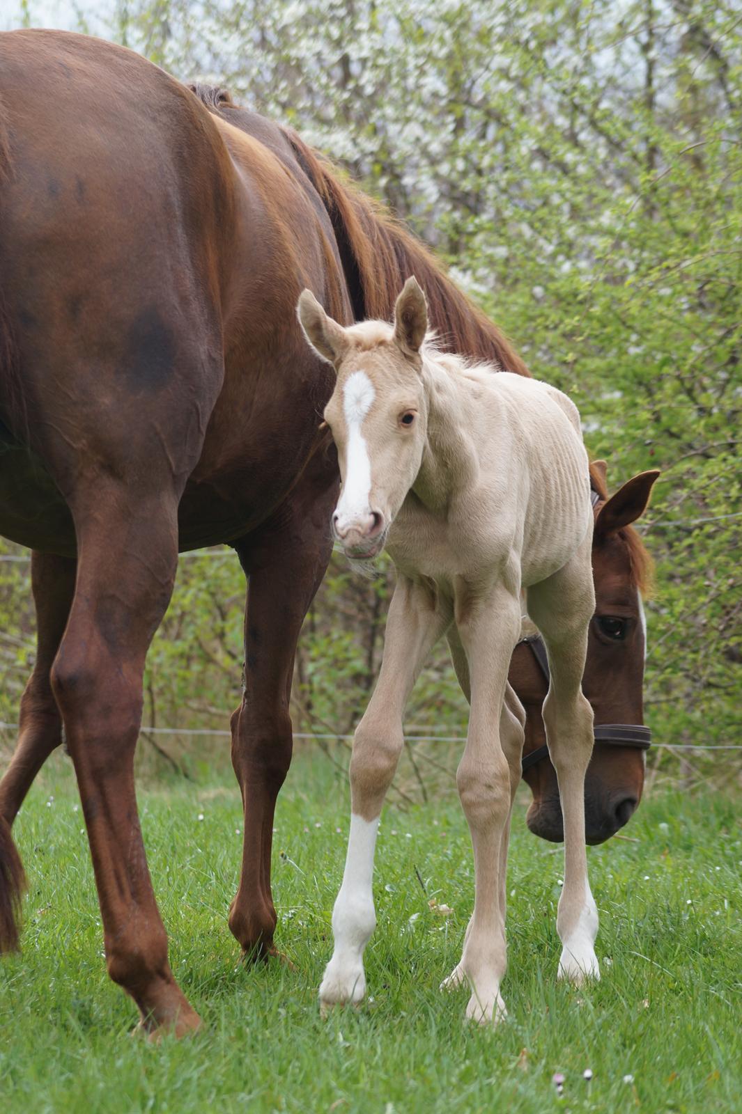 Palomino Hedegaards fair annabell billede 8