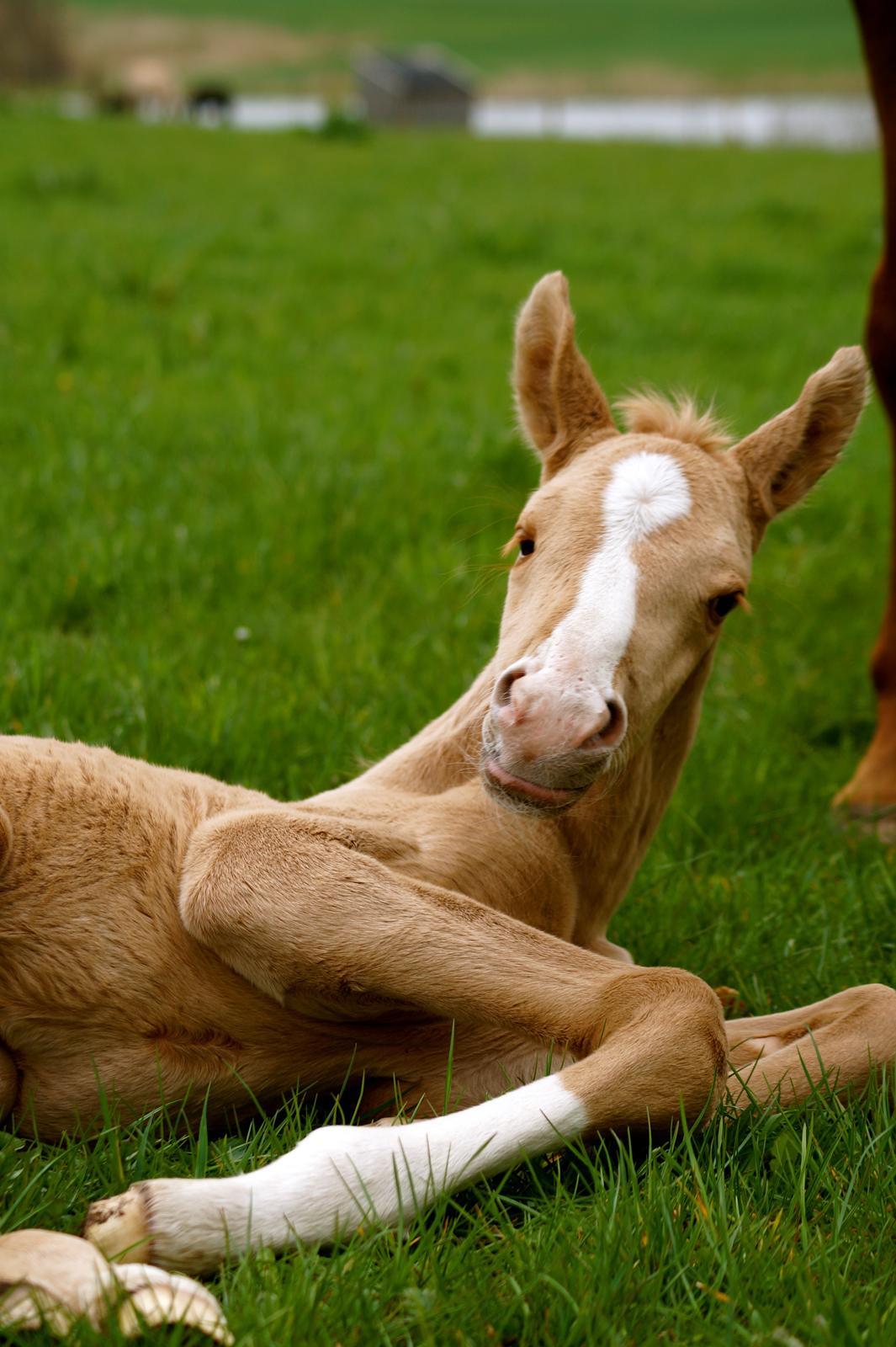 Palomino Hedegaards fair annabell billede 9